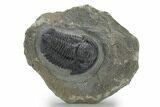 Detailed Gerastos Trilobite Fossil - Morocco #222224-1